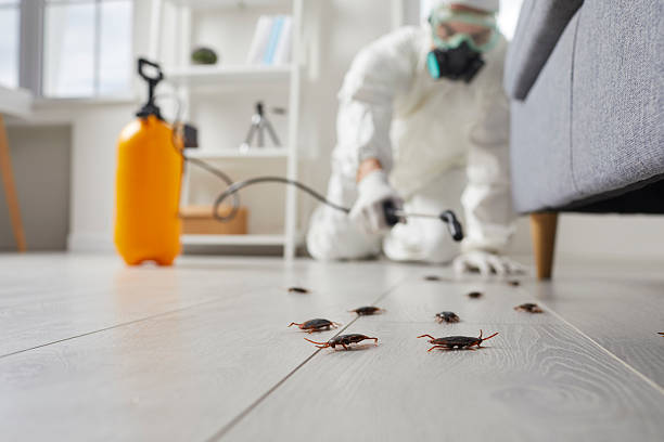 Trusted Termite Control service in Tamalpais-Homestead Valley, CA - Nex Pest Control